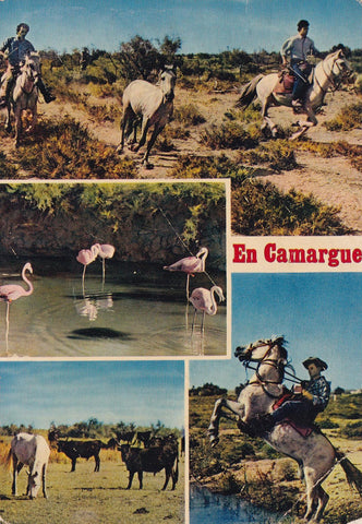 POSTAL 18843: Camargue