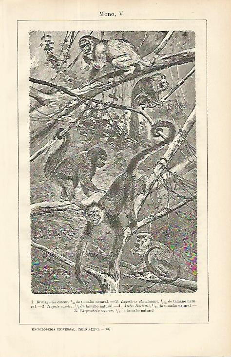 LAMINA ESPASA 8552: Especies de monos pequeños