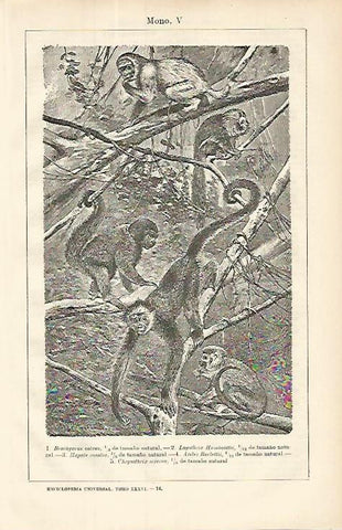 LAMINA ESPASA 8552: Especies de monos pequeños