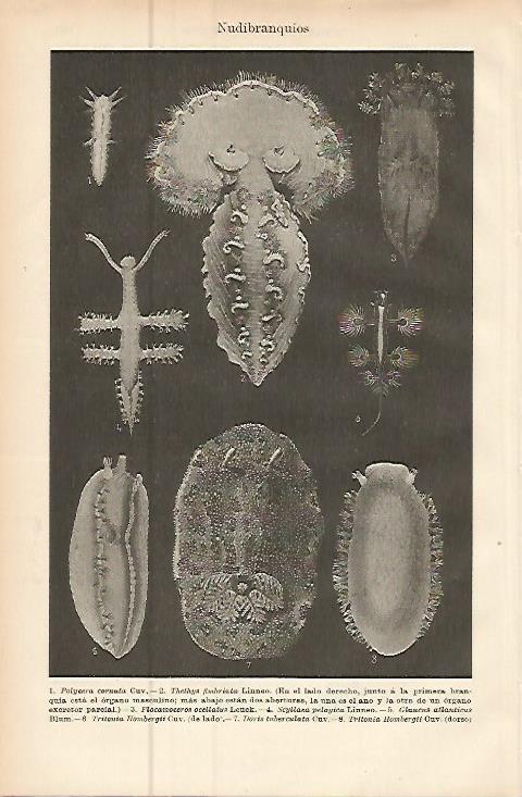 LAMINA ESPASA 9610: Nudibranquios