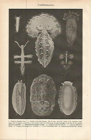 LAMINA ESPASA 9610: Nudibranquios