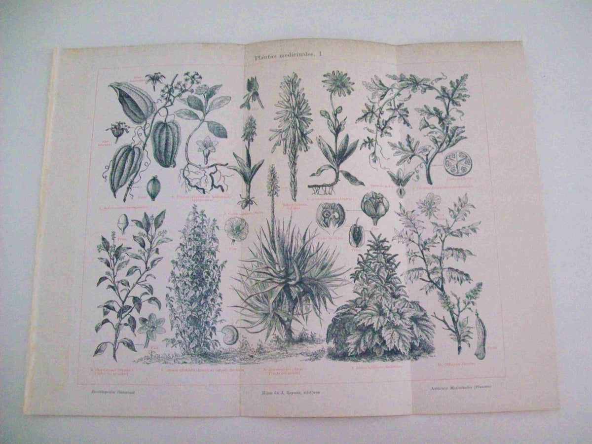 LAMINA ESPASA 11932: Plantas medicinales