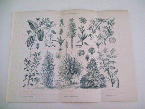 LAMINA ESPASA 11932: Plantas medicinales
