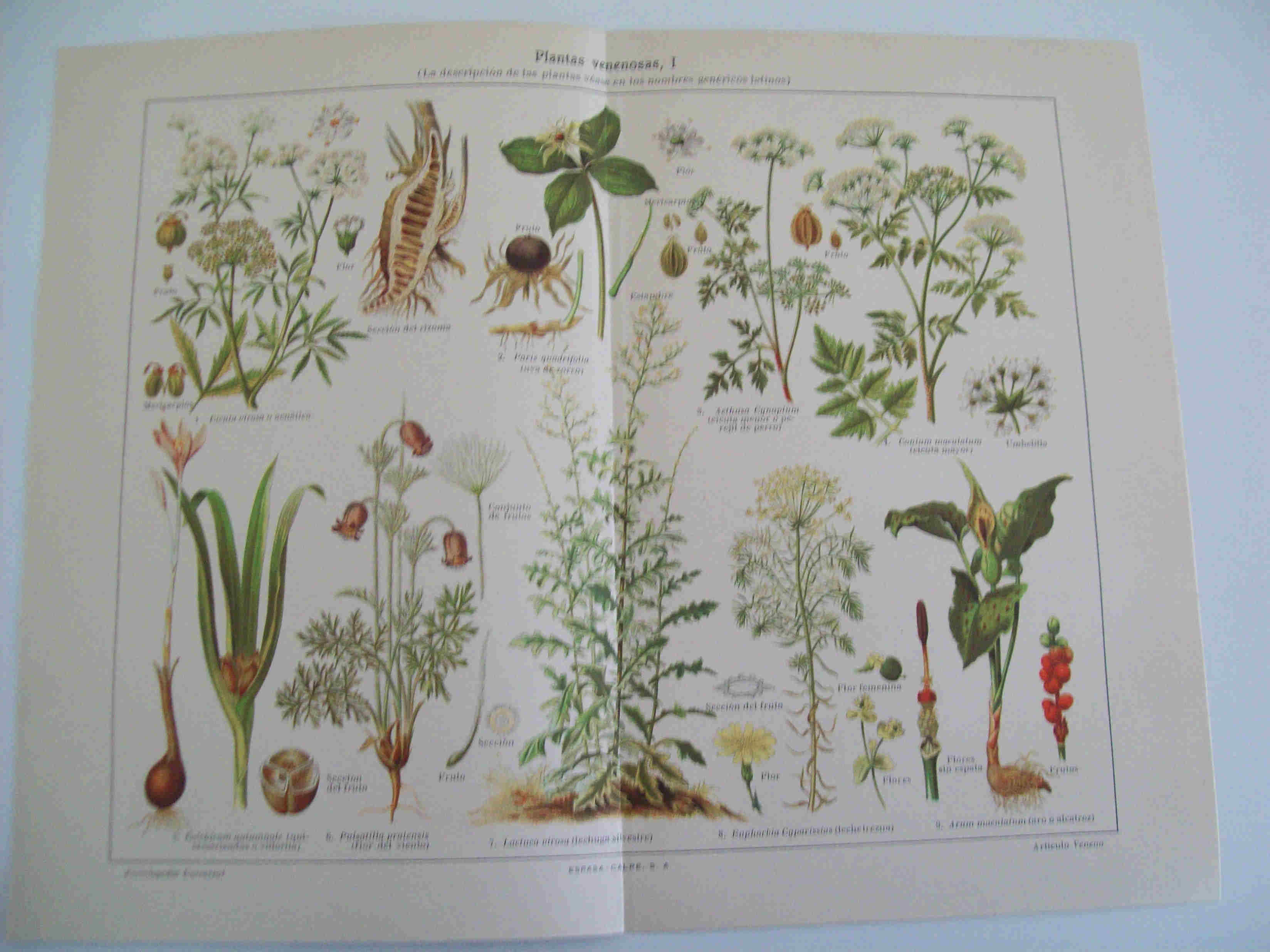 LAMINA ESPASA 17478: Plantas venenosas
