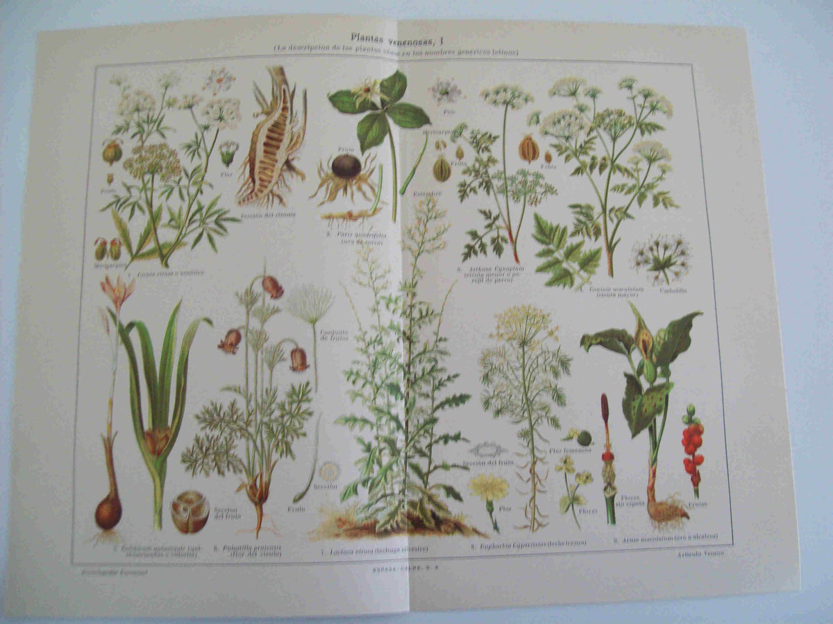 LAMINA ESPASA 17478: Plantas venenosas