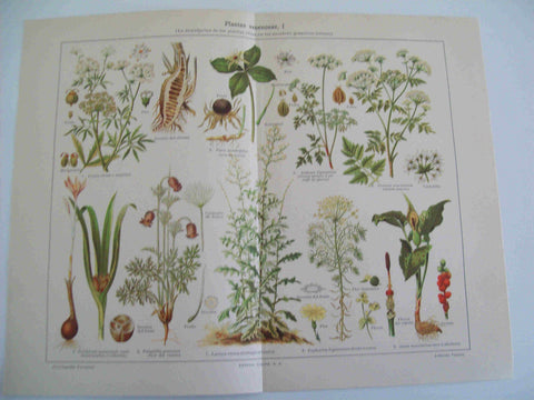 LAMINA ESPASA 17478: Plantas venenosas