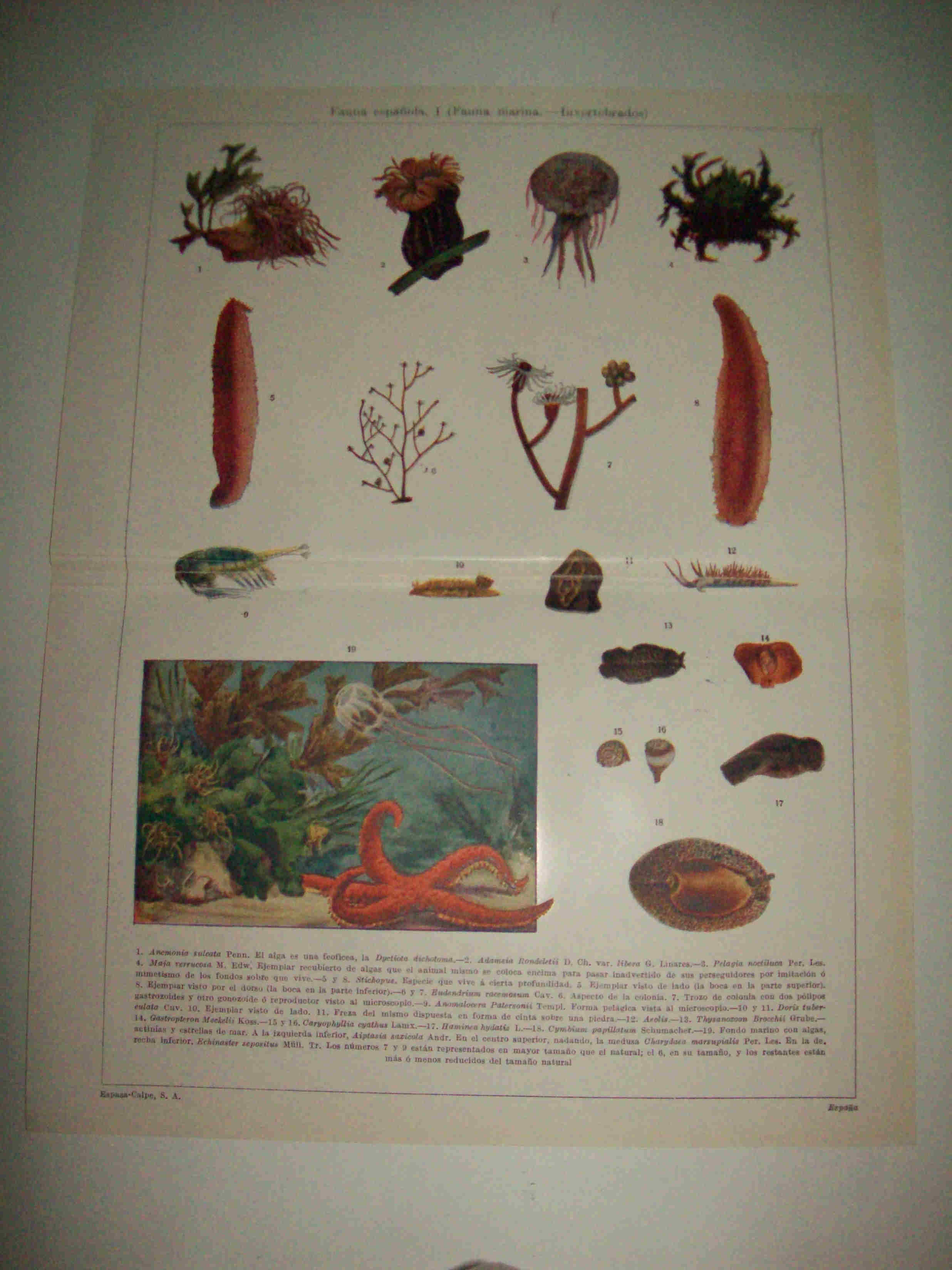 LAMINA ESPASA 15556: Fauna marina (invertebrados) de España