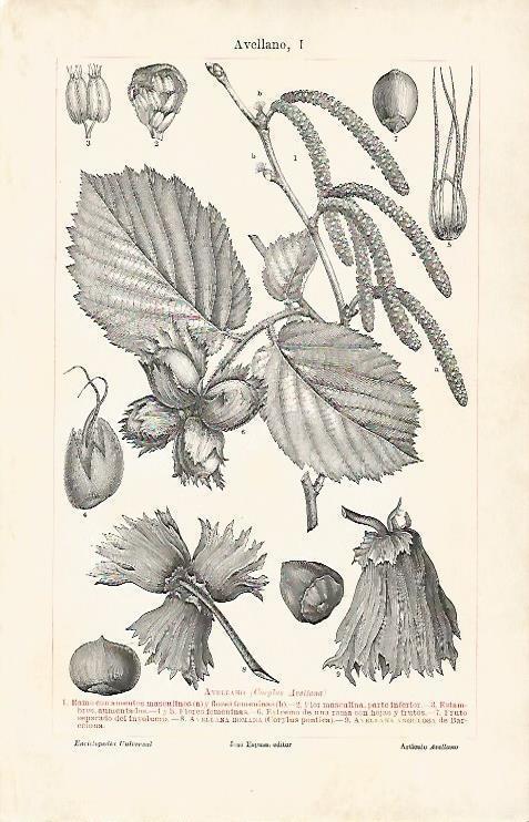 LAMINA ESPASA 7159: Avellano o Corylus Avellana