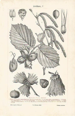 LAMINA ESPASA 7159: Avellano o Corylus Avellana