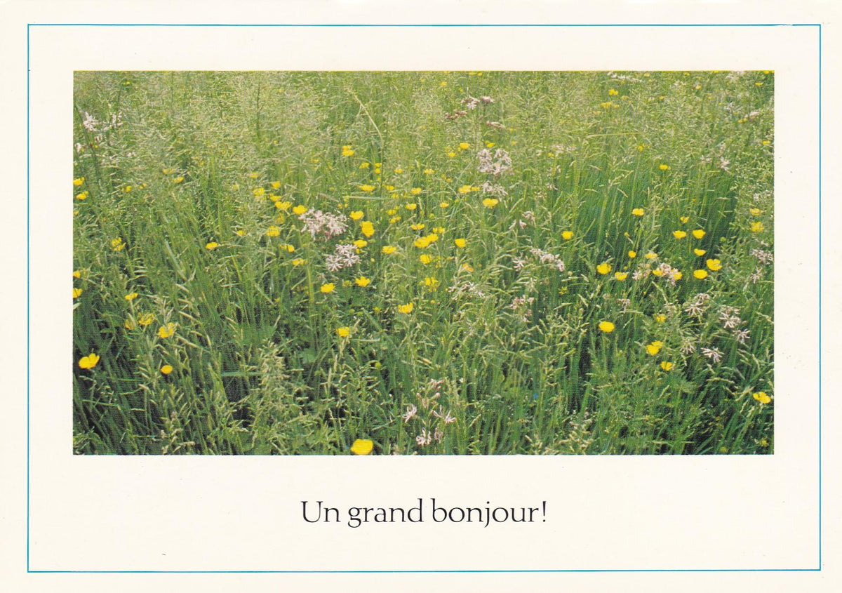 POSTAL 18936: Flores silvestres