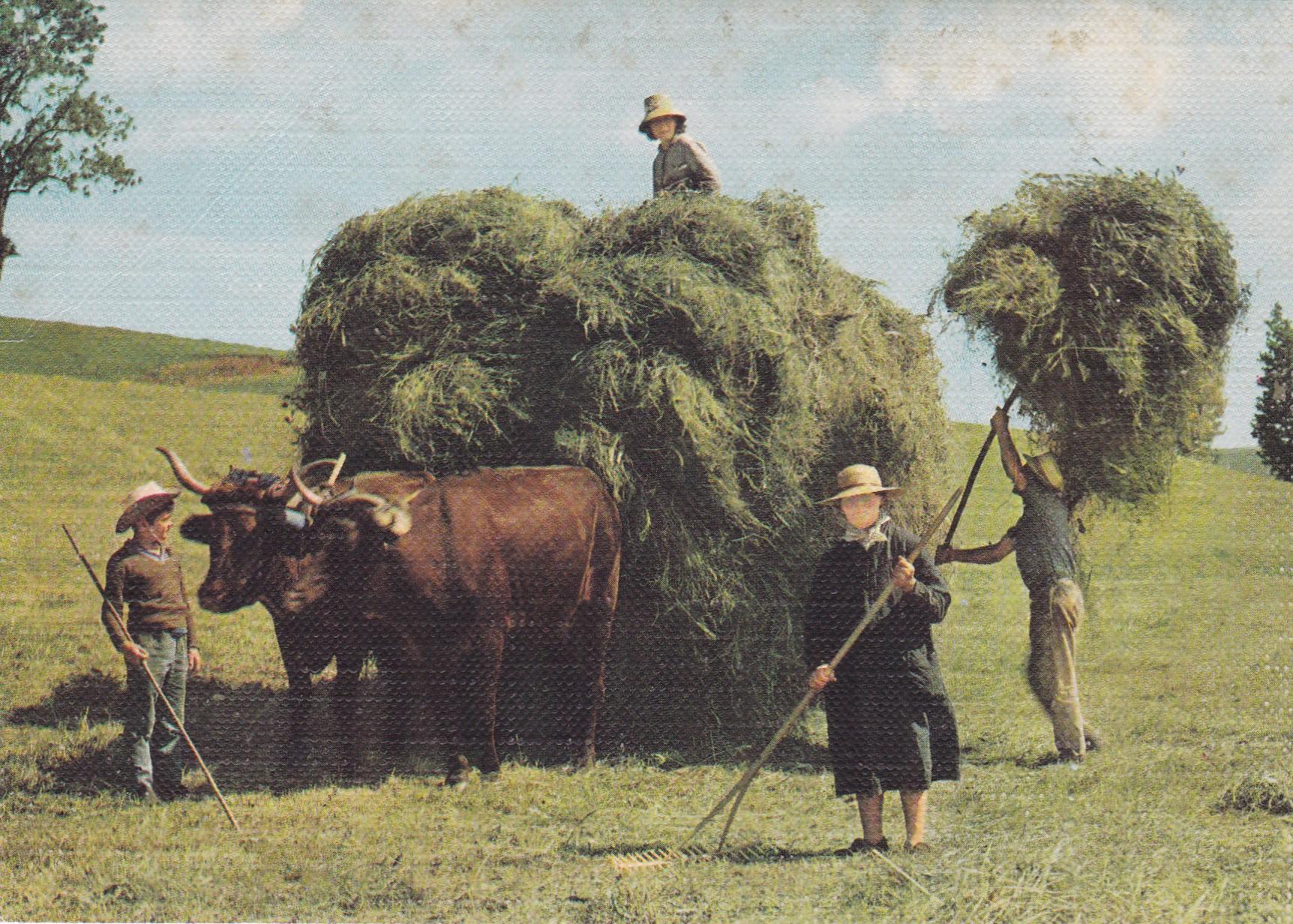 POSTAL 19081: La Fenaison