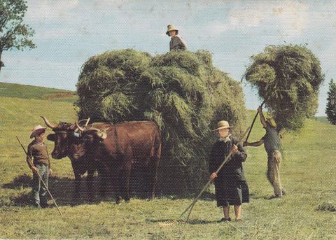 POSTAL 19081: La Fenaison