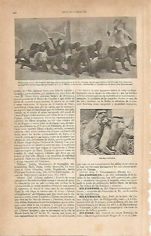 LAMINA ESPASA 2563: Silenus radiatus