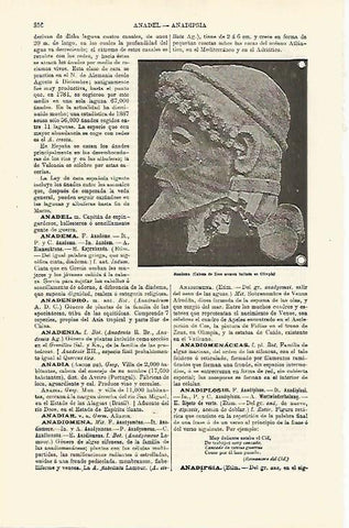 LAMINA ESPASA 23723: Anadema de Olimpia