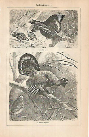 LAMINA ESPASA 24829: Tetrao telrix y Teltrao urogallus