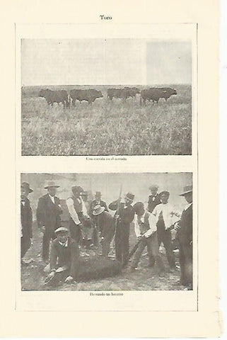 LAMINA ESPASA 1342: Toros en el campo