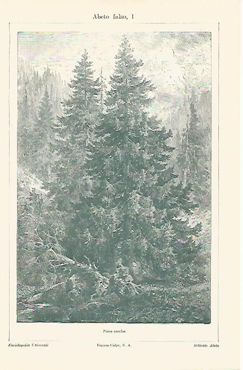 LAMINA ESPASA 13152: Abeto falso o Picea ezcelsa