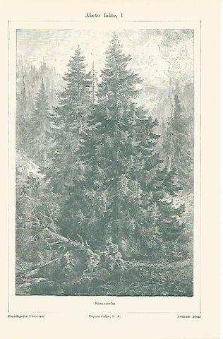 LAMINA ESPASA 13152: Abeto falso o Picea ezcelsa