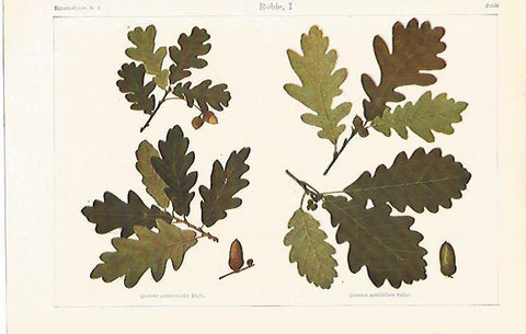 LAMINA ESPASA 13691:Hojas de roble