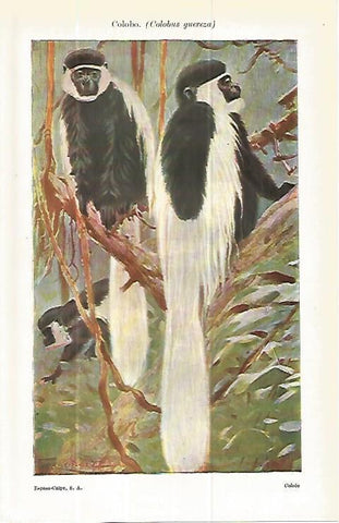 LAMINA ESPASA 13911: Colobo o Colobus guereza