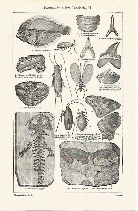 LAMINA ESPASA 13851: Insectos de la Era Terciaria