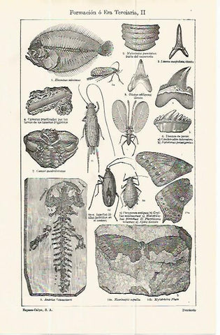 LAMINA ESPASA 13851: Insectos de la Era Terciaria