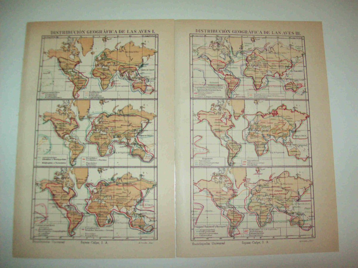 LAMINA ESPASA 13027: Distribucion geografica de las aves