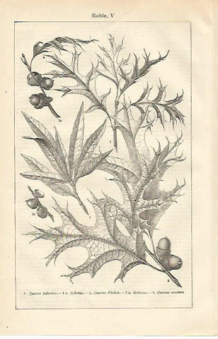 LAMINA ESPASA 13696: Quercus palustris