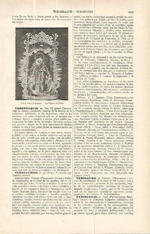 LAMINA ESPASA 13876: Virgen del Pino de Teror Gran Canaria