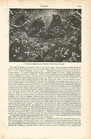 LAMINA ESPASA 1398: Detalle de El Paraiso cuadro de Tintoreto