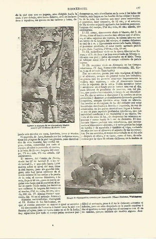 LAMINA ESPASA 13639: Hereberot Lang con un rinoceronte blanco