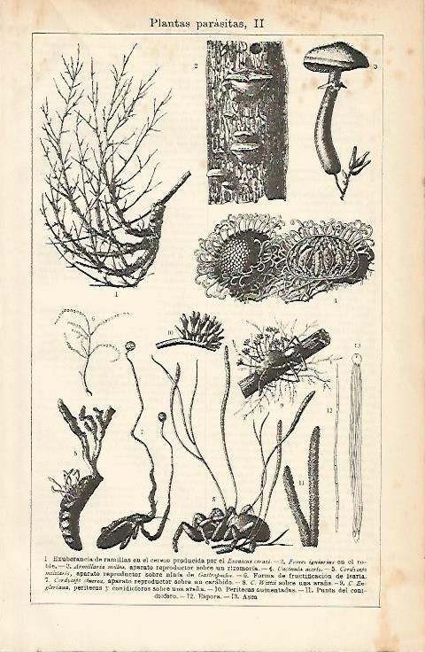 LAMINA ESPASA 1397: Plantas parasitas I