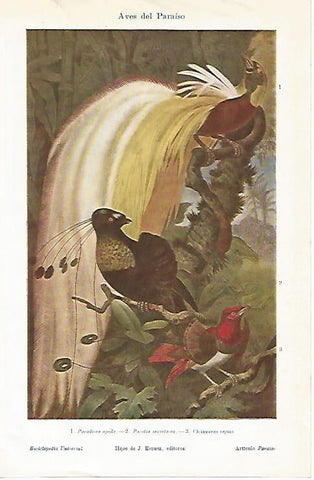 LAMINA ESPASA 1399: Aves del Paraiso