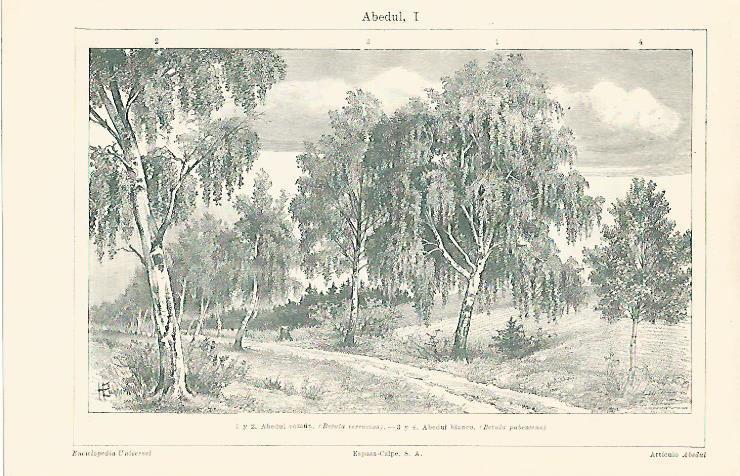 LAMINA ESPASA 13224: Abedul comun y abedul blanco