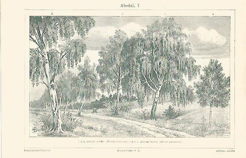 LAMINA ESPASA 13224: Abedul comun y abedul blanco