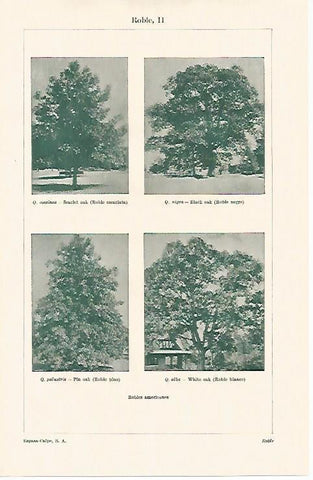 LAMINA ESPASA 13693: Robles americanos