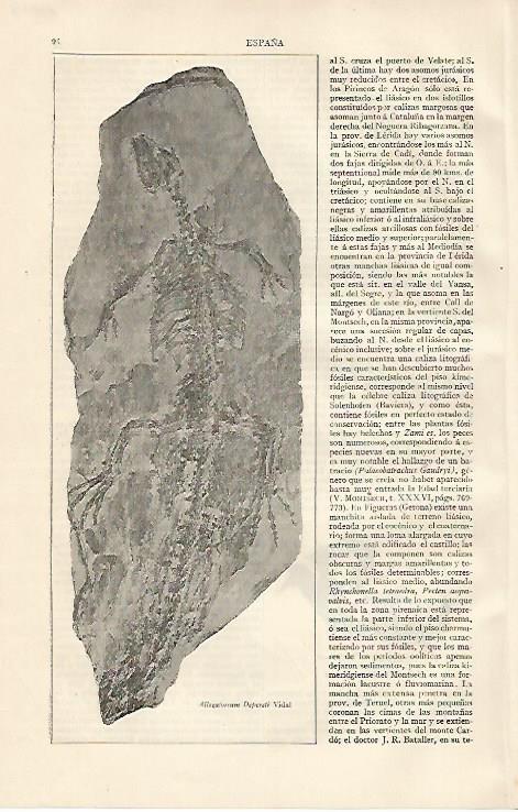 LAMINA ESPASA 10059: Alligatorum Depereti Vidal