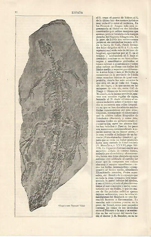 LAMINA ESPASA 10059: Alligatorum Depereti Vidal