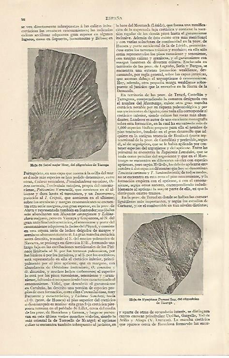 LAMINA ESPASA 10060: Fosiles de Tarrega 