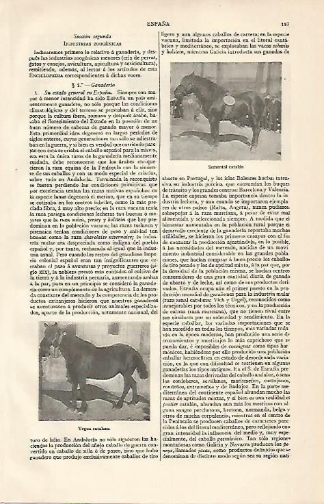 LAMINA ESPASA 10087: Semental y yegua de Catalunya