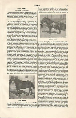 LAMINA ESPASA 10087: Semental y yegua de Catalunya
