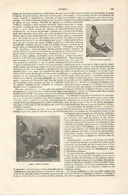 LAMINA ESPASA 10094: Paloma buchona española. Gallo y gallina del Prat