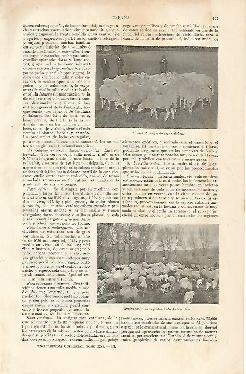 LAMINA ESPASA 10091: Rebaño de ovejas catalana y otro pastando en La Moncloa