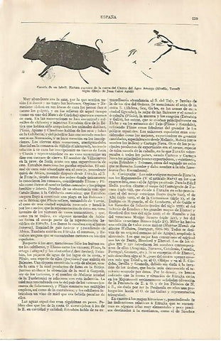 LAMINA ESPASA 10076: Pintura rupestre de Alcañiz Teruel