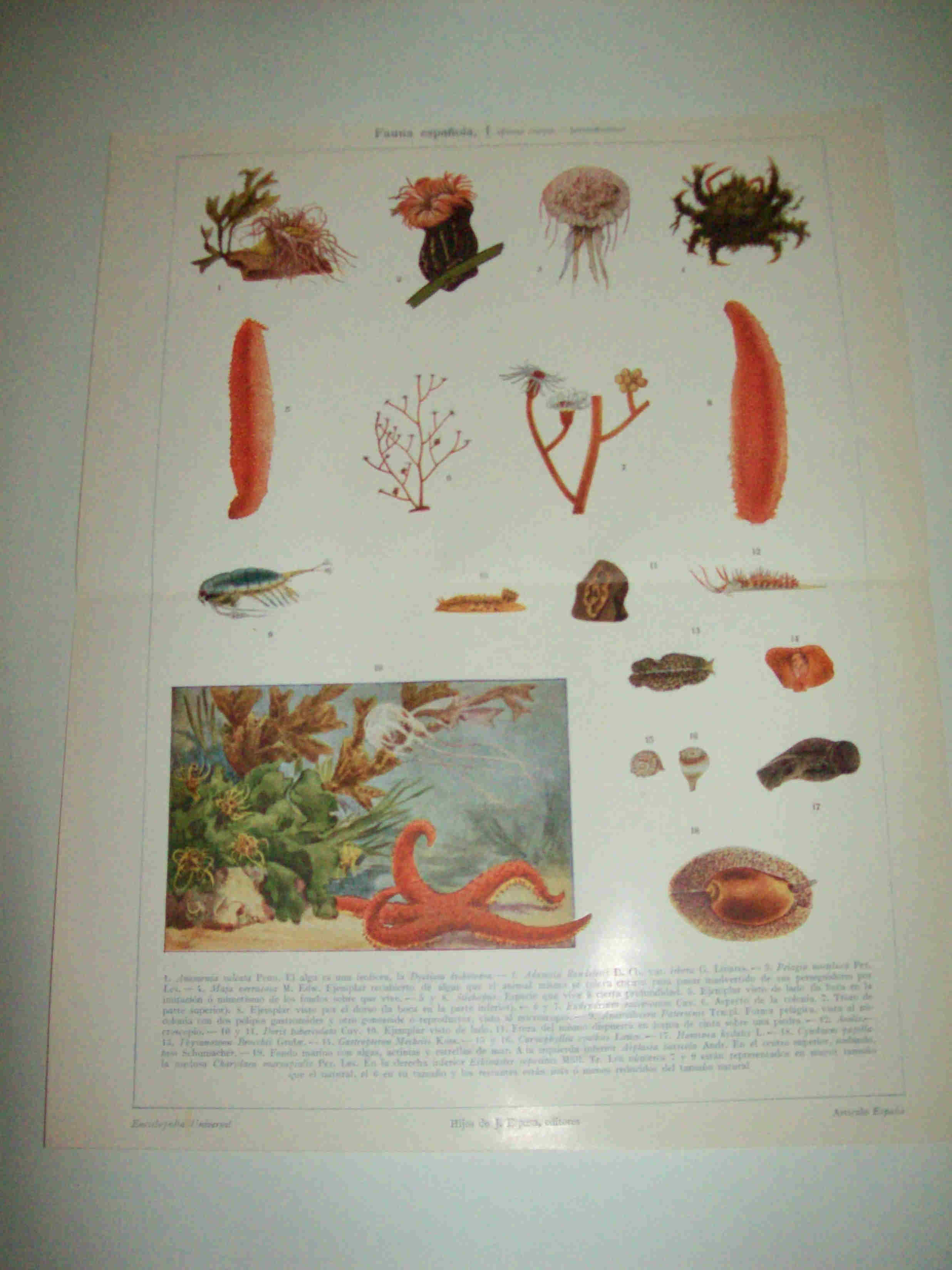 LAMINA ESPASA 10070: Fauna marina de España