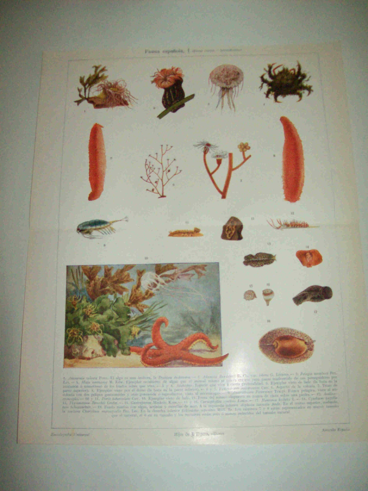 LAMINA ESPASA 10070: Fauna marina de España