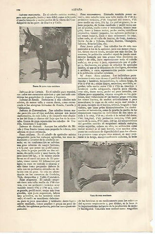 LAMINA ESPASA 10088: Burra de raza catalana y vaca de raza marinera