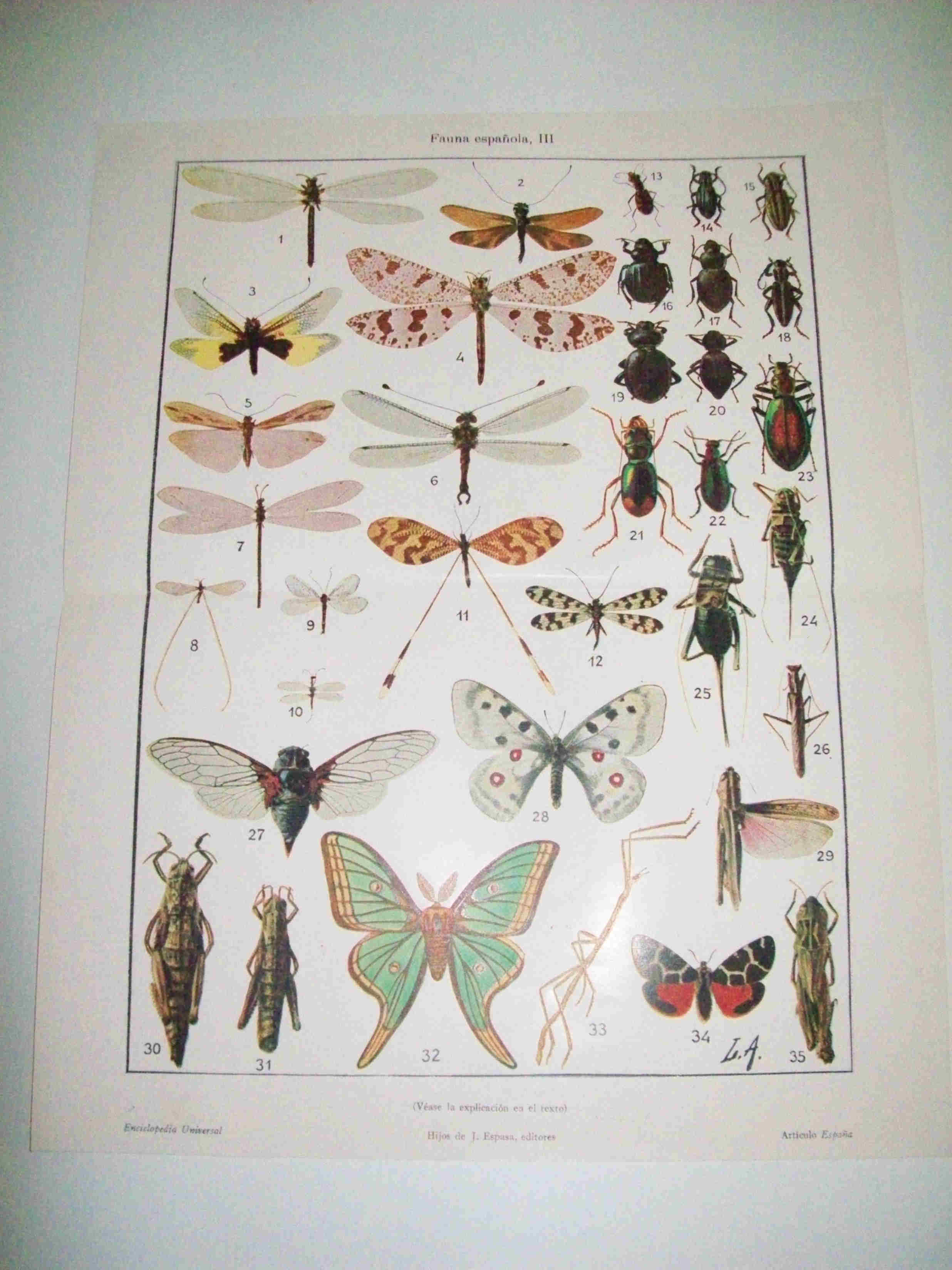 LAMINA ESPASA 10072: Fauna española. Insectos