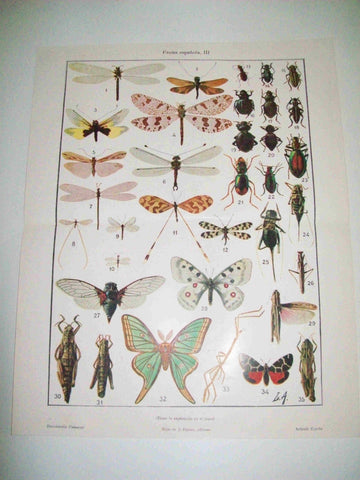 LAMINA ESPASA 10072: Fauna española. Insectos