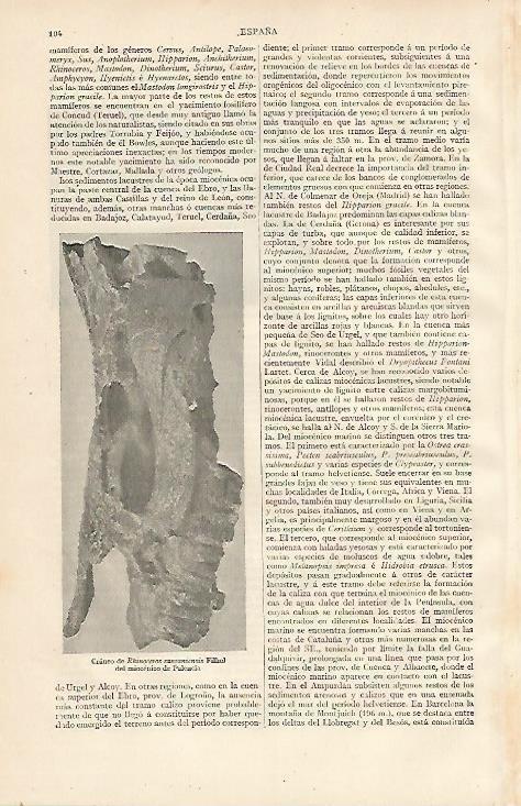 LAMINA ESPASA 10061: Craneo de Rhinoceros sansaniensis (Palencia)